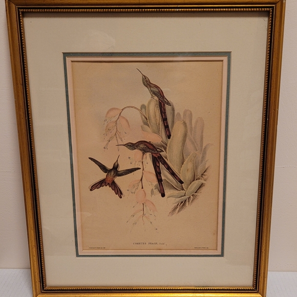 J. Gould and HC Richter Comete Phaon Hummingbirds Lithograph - Picture 3 of 17